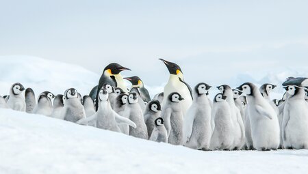 Kaiserpinguine