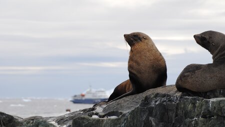 Pelzrobben auf Detaille Island