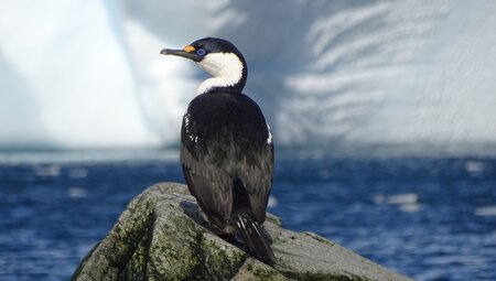 Vogel bei den Melchior Islands