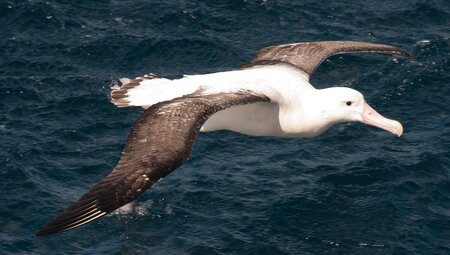 Wanderalbatross bei Tristan da Cunha