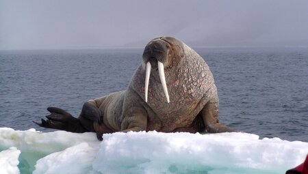 Walross Spitsbergen