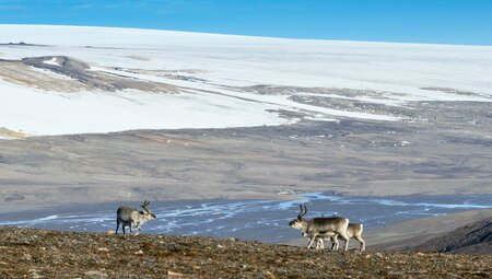 Rund um Spitzbergen - Im Reich von Eisbär & Eis