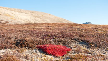 Spitzbergen – Nordost Grönland, Nordlicht