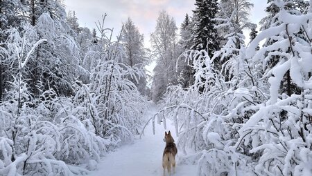 Silvester Husky Trekking