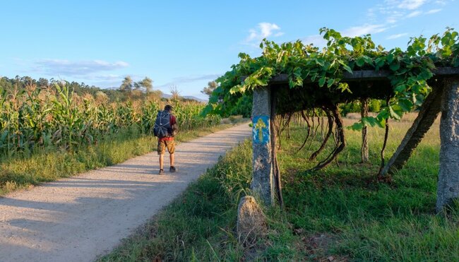 Jakobsweg - Portugiesischer Weg: Porto-Tui - 7 Tage