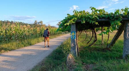 Jakobsweg - Portugiesischer Weg: Porto-Tui - 7 Tage