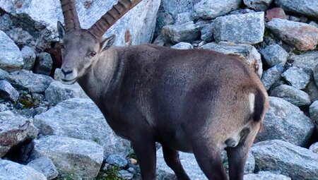 Schmugglerpfad Steinbock