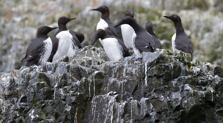 Hike & Sail Nordspitzbergen - Arktischer Frühling
