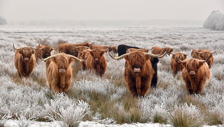 Hogmanay - Jahreswechsel in den schottischen Highlands