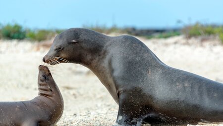 Seelöwen Galapagos