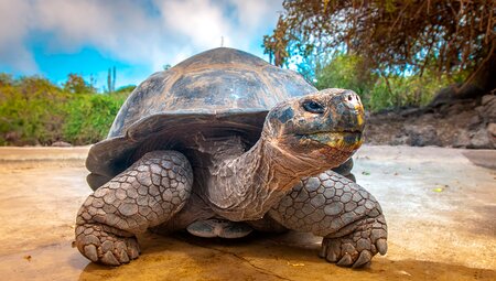 Schildkröte Galapagos