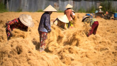 Feldarbeiter in Vietnam