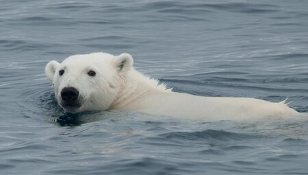 Schwimmender Eisbär