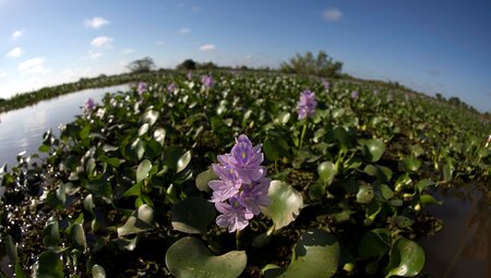 Wasserpflanzen im Pantanal