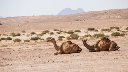 Dromedare in Jordanien