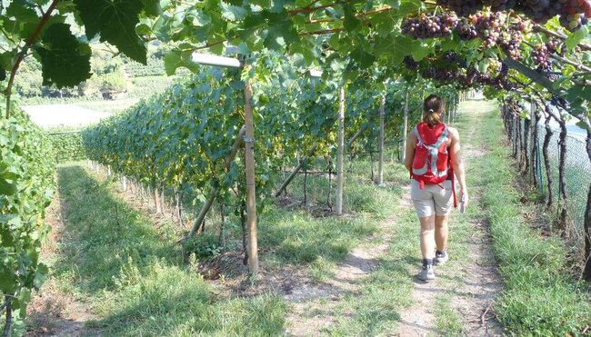 Südtiroler Wein- & Almenweg - 7 Tage