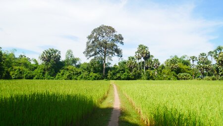 Reisfelder im Angor Komplex