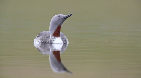 Frühlingsperlen - Rundreise für Hobbyornithologen und Naturliebhaber