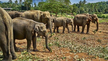 Sri Lanka mit dem E-Bike entdecken