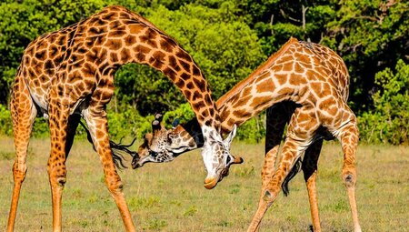 Amboseli:Kenia