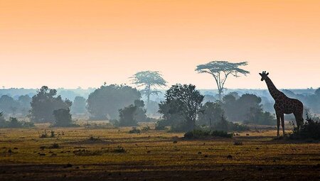 Amboseli:Kenia