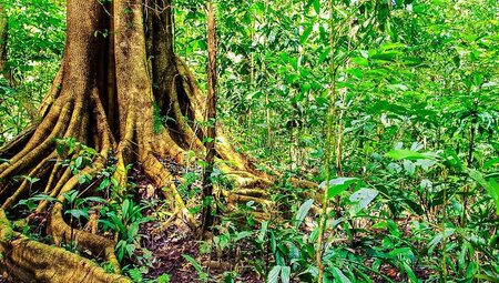 Borneo:Malaysia