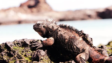 Anden und Galapagos naturnah entdecken