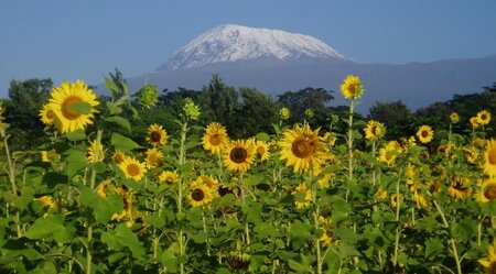 Silvester am Kilimanjaro