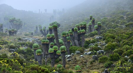 Silvester am Kilimanjaro