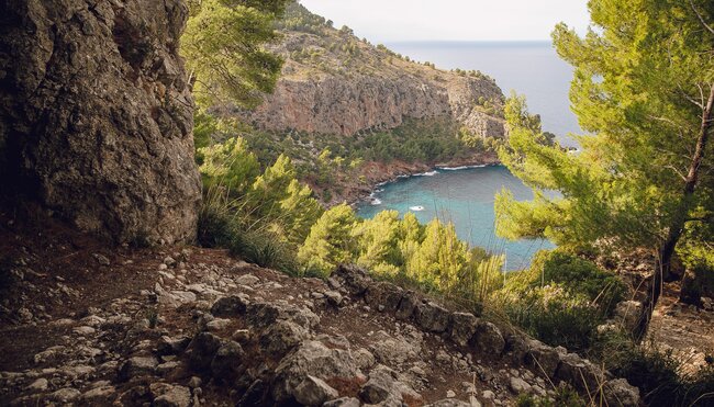 Mallorca Küste Pinien