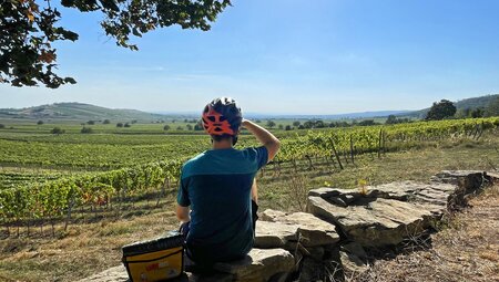 Neusiedlersee Rundfahrt - Wein und mehr im Dreiländereck