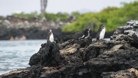 Panama City und Galapagos: Vom Kanal zu den einzigartigen Inselwelten