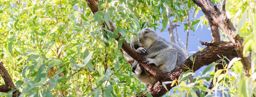 Australien - Naturschätze & ikonische Städte der Ostküste