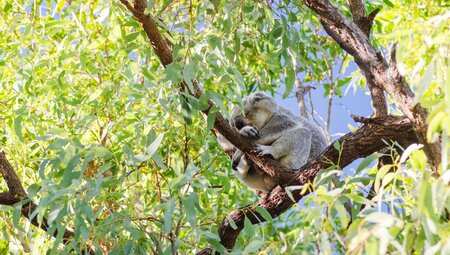 Australien - Naturschätze & ikonische Städte der Ostküste