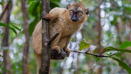 Erkundung der Biodiversität auf dem Achten Kontinent