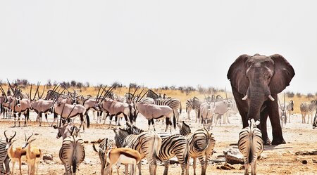 asi reisen dél- afrika megismerni társkereső 3 hónapos jel