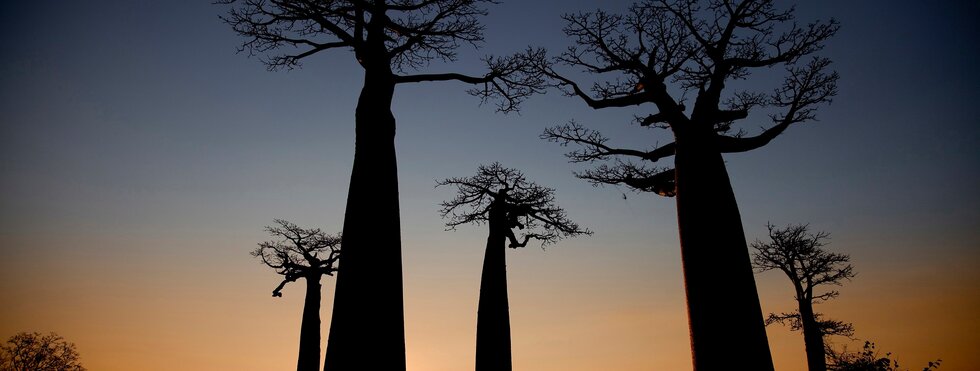 Spannende Reise durch den Westen und Osten Madagaskars
