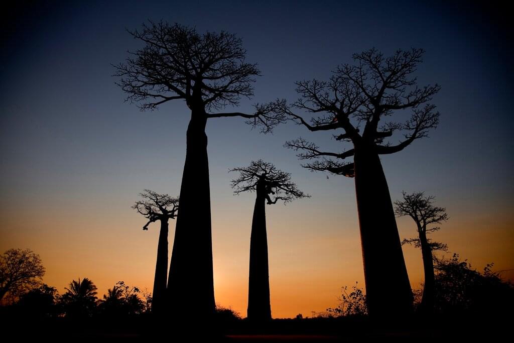 Spannende Reise durch den Westen und Osten Madagaskars