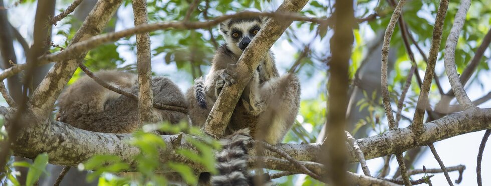 Zwischen Schluchten und Wäldern: Eine Reise ins Herz der madagassischen Biodiversität