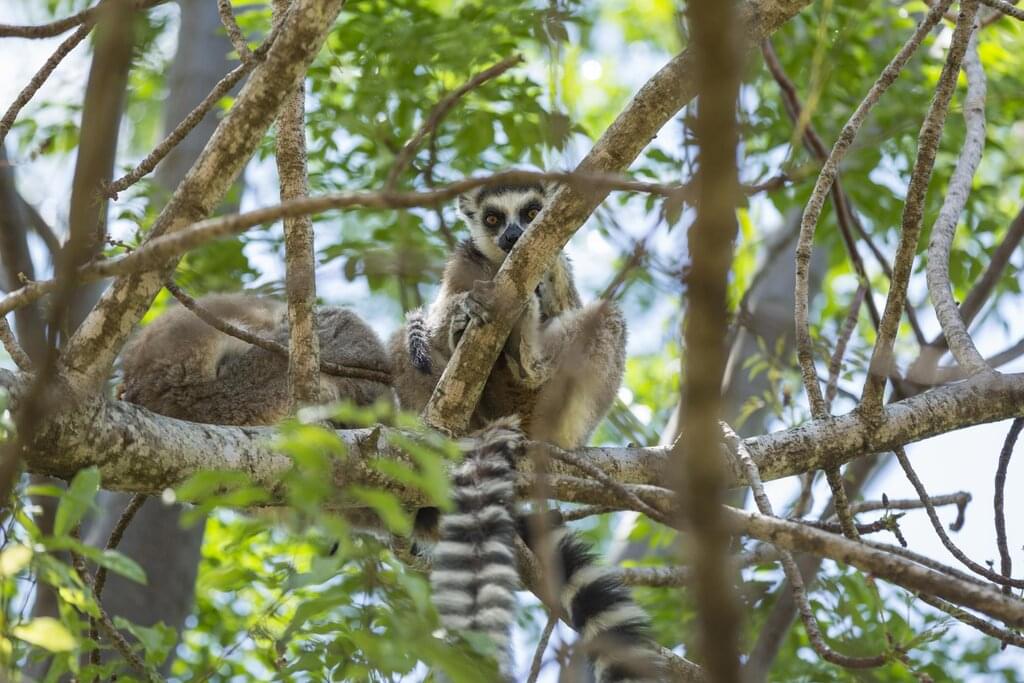 Zwischen Schluchten und Wäldern: Eine Reise ins Herz der madagassischen Biodiversität