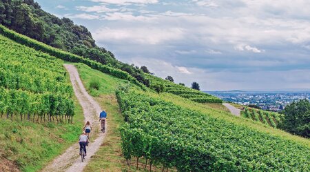 Pfälzer Weinsternfahrt: Gemütlich durch Weinreben und die Rheinebene