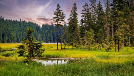 Die Highlights im Nationalpark Bayerischer Wald erwandern