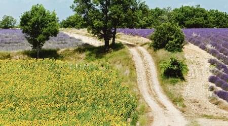 Höhepunkte der Provence