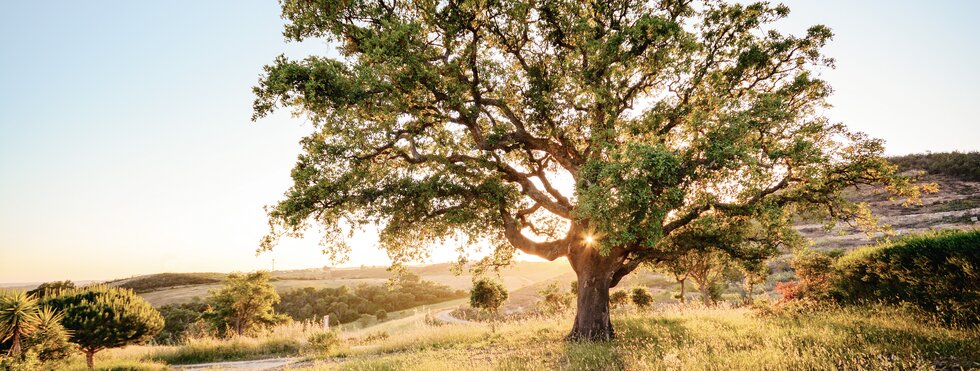 Portugal individuell - im goldenen Land des Alentejo