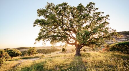 Portugal individuell - im goldenen Land des Alentejo