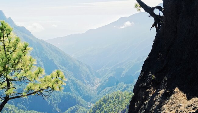 La Palma - Lavaasche, Laurisilva und Caldera