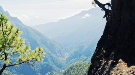 La Palma - Lavaasche, Laurisilva und Calderas erwandern