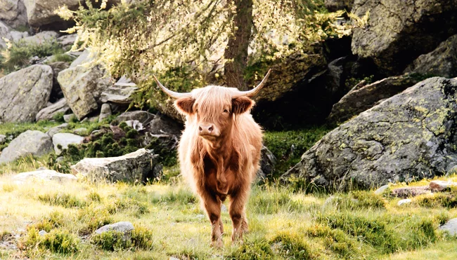 Schottland Individuell - West Highland Way 