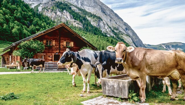 Alpenüberquerung individuell - von Alm zu Alm