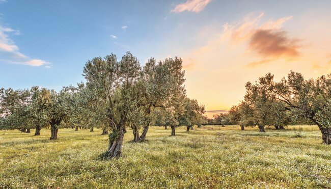 Lesbos - ursprünglicher Süden und grüner Osten